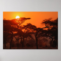 Acacia forest silhouetted at sunset, Tarangire