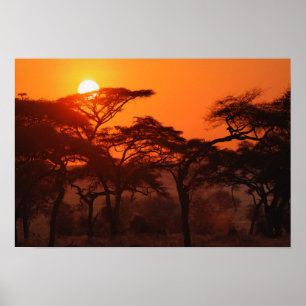 Acacia forest silhouetted at sunset, Tarangire Poster