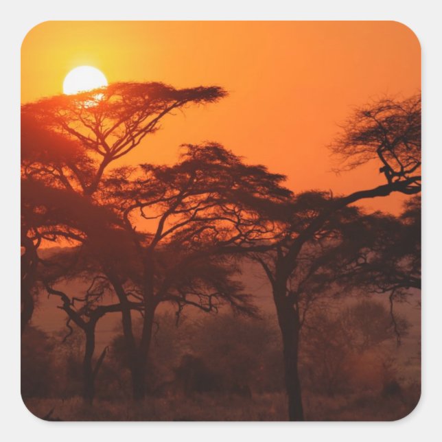 Acacia forest silhouetted at sunset, Tarangire Square Sticker (Front)