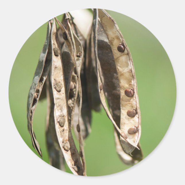 Acacia’s seeds classic round sticker (Front)