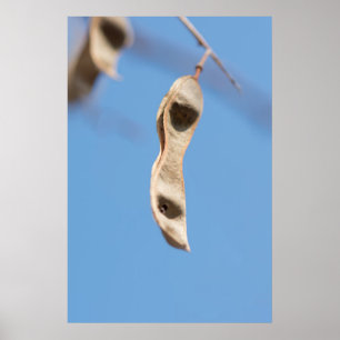 Acacia’s seeds poster