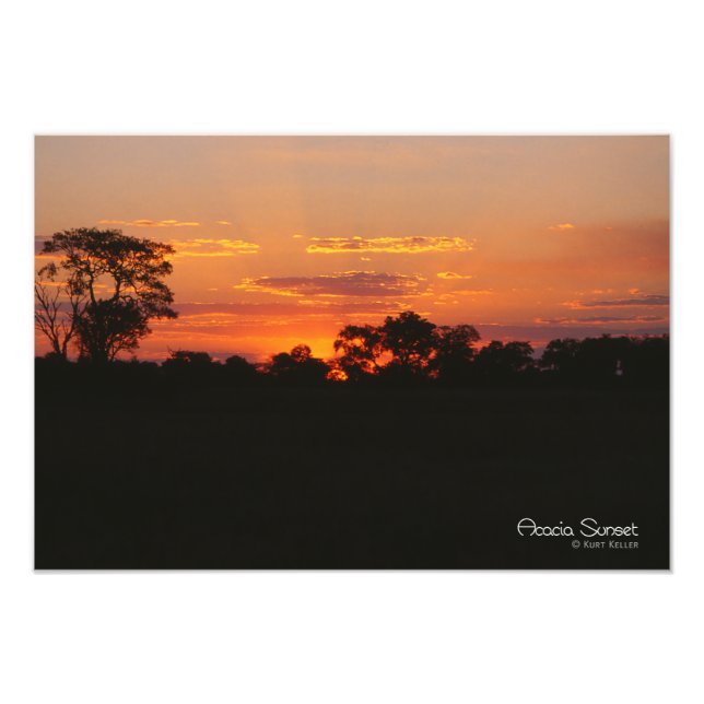 Acacia Sunset Photo Print (Front)