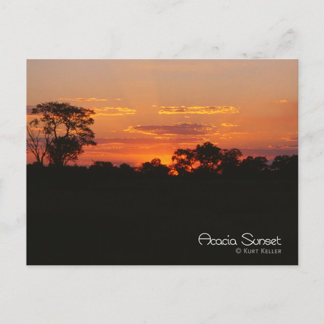 Acacia Sunset Postcard (Front)