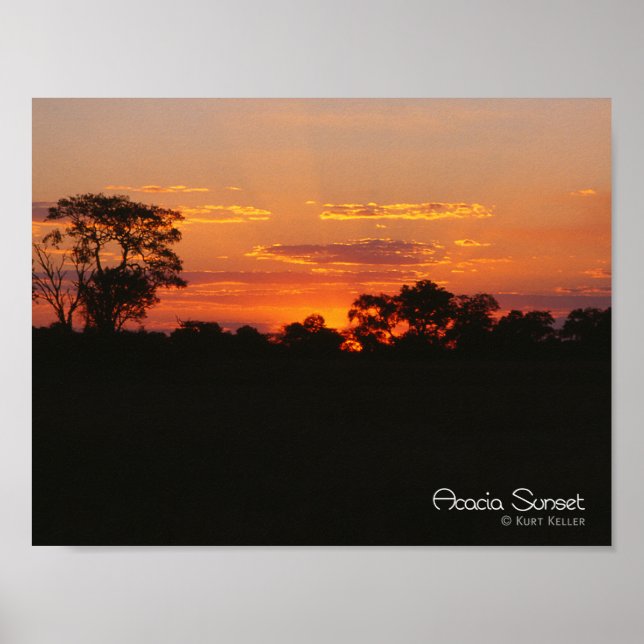 Acacia Sunset Poster (Front)