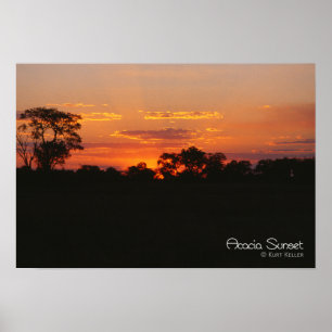 Acacia Sunset Poster