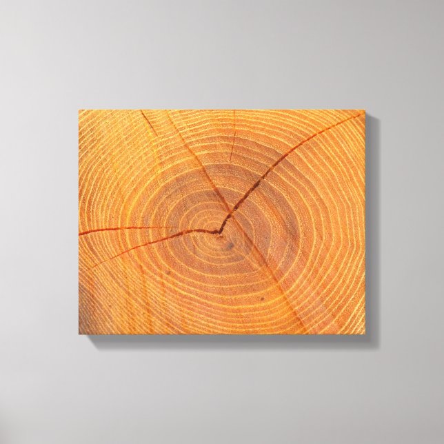 Acacia Tree Cross Section Canvas Print (Front)