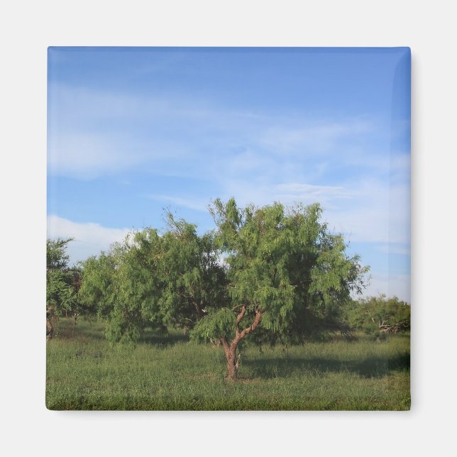 Acacia Tree Magnet (Front)