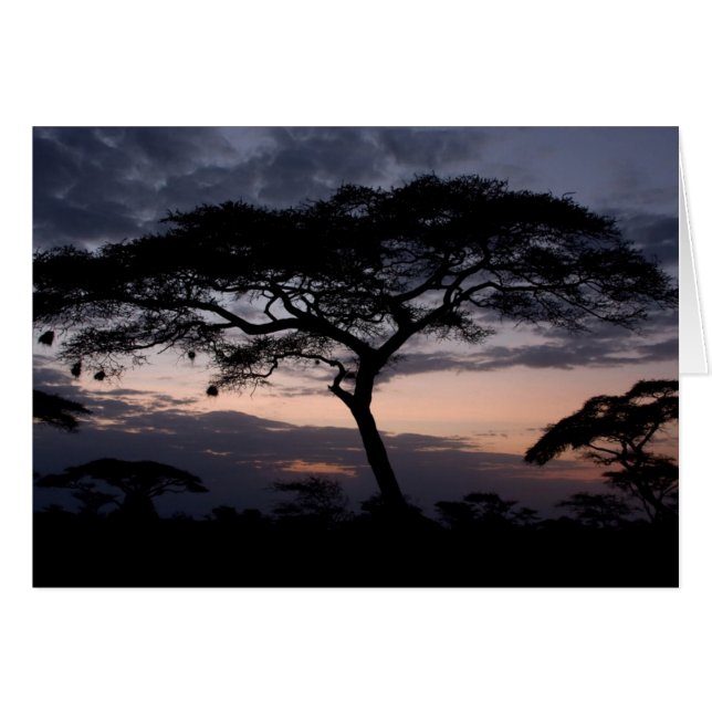 Acacia Trees Sunset Cards (Front Horizontal)