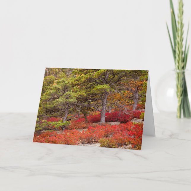 Acadia National Park, Maine Card (Front)
