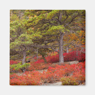 Acadia National Park, Maine Magnet
