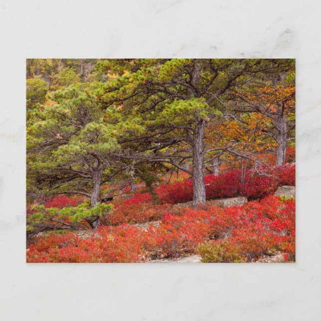 Acadia National Park, Maine Postcard (Front)