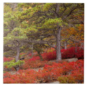 Acadia National Park, Maine Tile