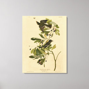 Acadian Flycatcher from Audubon's Birds of America Canvas Print