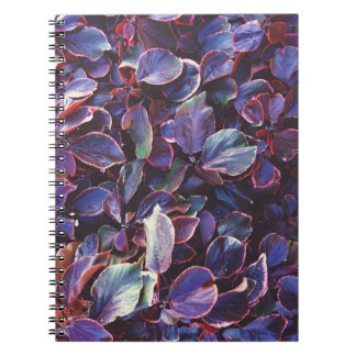 Acalypha Wilkesiana Notebook