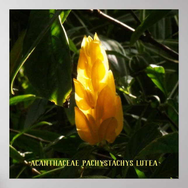 Acanthaceae Pachystachys lutea - Golden Candle Poster (Front)