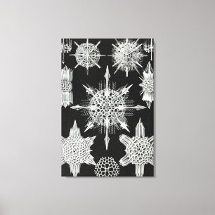 Acanthophracta, Wunderstrahlinge Aquatic Animal Canvas Print