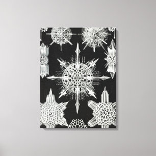 Acanthophracta, Wunderstrahlinge Aquatic Animal Canvas Print