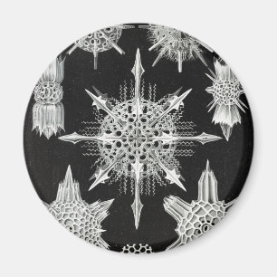 Acanthophracta, Wunderstrahlinge Aquatic Animal Magnet