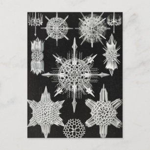 Acanthophracta, Wunderstrahlinge Aquatic Animal Postcard