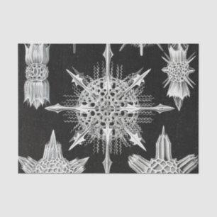 Acanthophracta, Wunderstrahlinge Aquatic Animal Tissue Paper