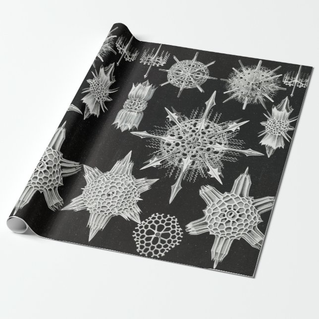 Acanthophracta, Wunderstrahlinge Aquatic Animal Wrapping Paper (Unrolled)