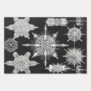 Acanthophracta, Wunderstrahlinge Aquatic Animal Wrapping Paper Sheet