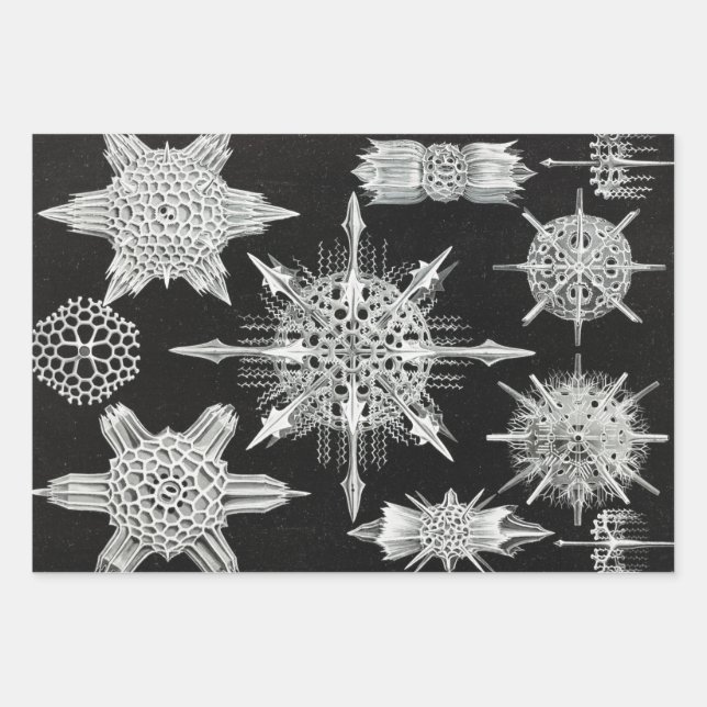 Acanthophracta, Wunderstrahlinge Aquatic Animal Wrapping Paper Sheet (Front)