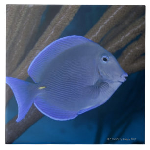 Acanthurus coeruleus with sea tile