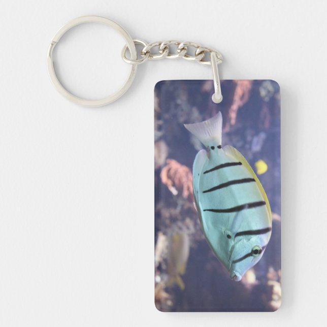 Acanthurus triostegus key ring (Front)