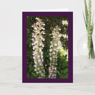 Acanthus Blossoms Card