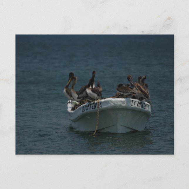 Acapulco pelicans postcard (Front)