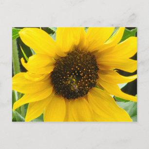 Accented Busy Bee Postcard
