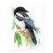 ACEO ATC Magpies