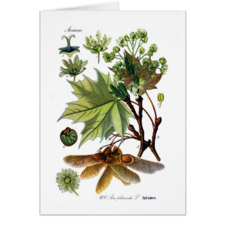 Acer platanoides (Norway Maple)