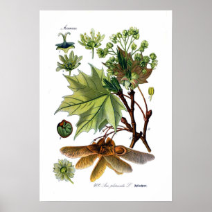 Acer platanoides (Norway Maple) Poster
