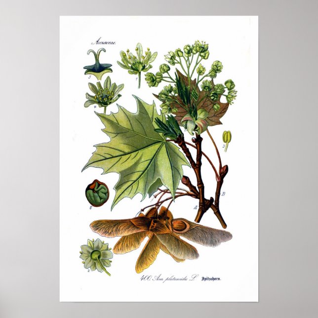 Acer platanoides (Norway Maple) Poster (Front)