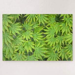 Acer Shirasawanum Palmatifolium Japanese Maple Jigsaw Puzzle