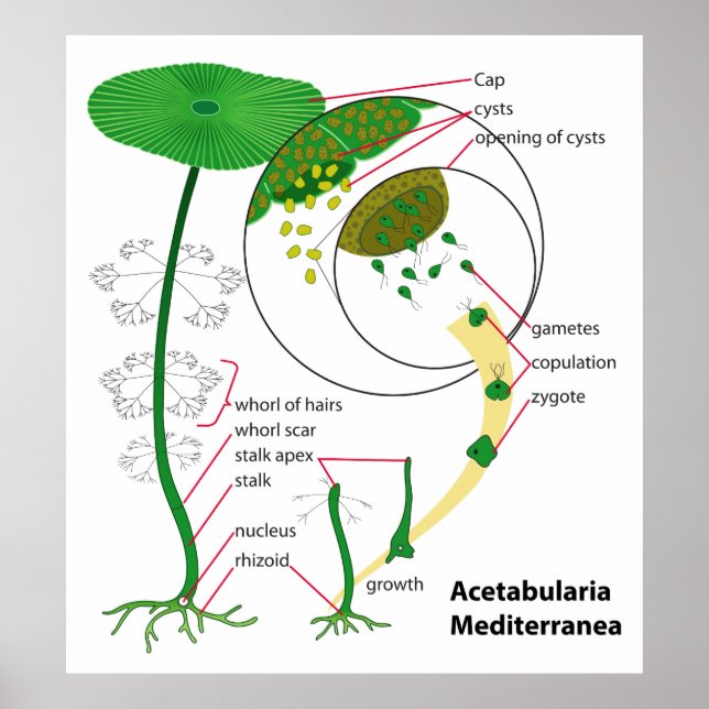 Acetabularia Mediterranea Life Cycle Diagram Poster (Front)