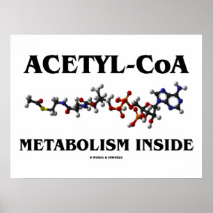 Acetyl-CoA Metabolism Inside (Chemical Molecule) Poster