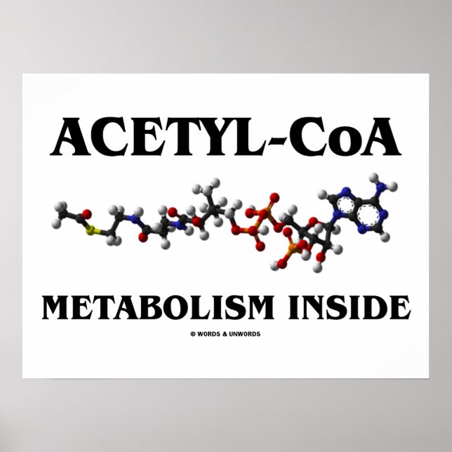 Acetyl-CoA Metabolism Inside (Chemical Molecule) Poster (Front)
