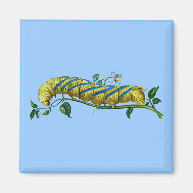 Acherontia atropos caterpillar magnet (Front)