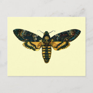Acherontia atropos (Death's Head Hawkmoth) Postcard