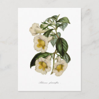 Achimenes gloxiniaeflora postcard