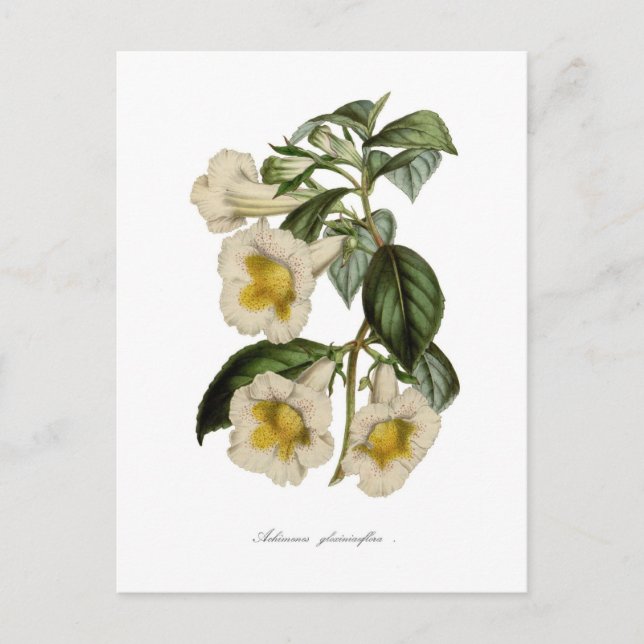 Achimenes gloxiniaeflora postcard (Front)