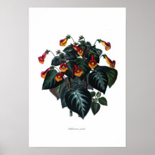 Achimenes picta poster