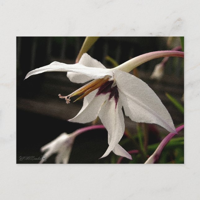 Acidanthera or Peacock Gladiolus Postcard (Front)