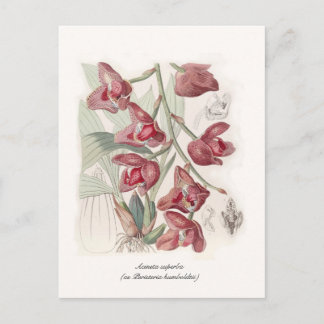 Acineta superba postcard