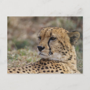 Acinonyx jubatus postcard