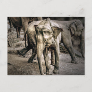 Acknowledgement Postcard