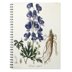 Aconitum Napellus from 'Phytographie Medicale' by Notebook